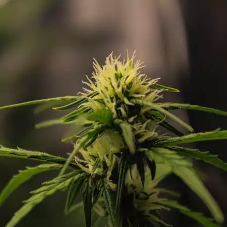 Apricot Auto