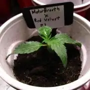 Motor Breath x Red Velvet #3