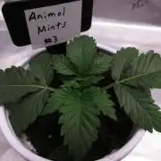 Animal Mints #3