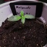 Melonade x Gelato 41 #2