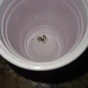 Auto Divine Rapier #2