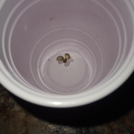 Auto Divine Rapier #2