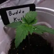 Bubba Kush