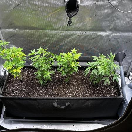 Tray2Smoke Key Lime Pie