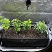 Tray2Smoke Key Lime Pie