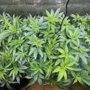 Tray2Smoke Key Lime Pie