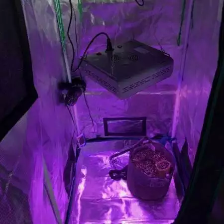 White Widdow - First time ever weed grow