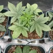 Liquid Nails (SD x GG4)