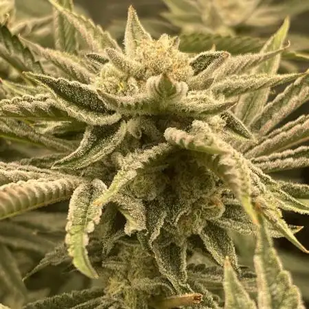 ⛽️ Diesel Latte 🥛