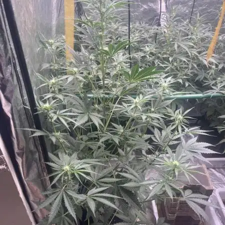 ⭐️ Galactic Gelato 🍨