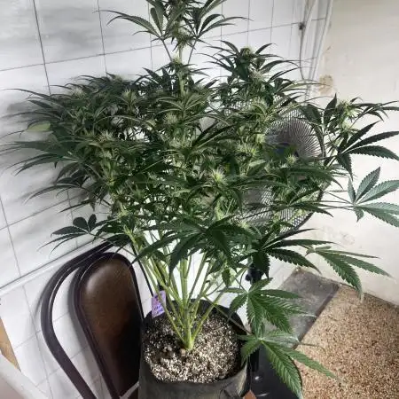 🧚‍♀️ Fairy Cake 🎂