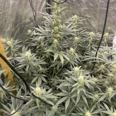 🍪 Forum Stomper x Sour Crack