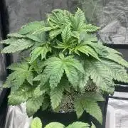 🚽 Poddy Mouth 👄