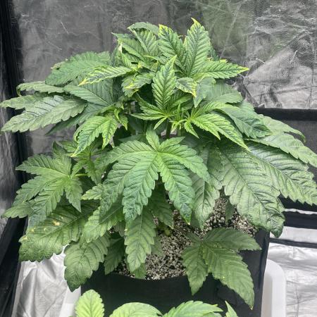 🚽 Poddy Mouth 👄