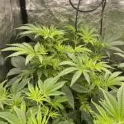 ⛽️ Diesel Latte 🥛