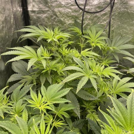 ⛽️ Diesel Latte 🥛