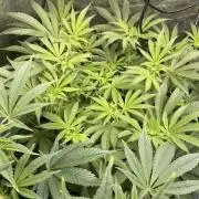 ⛽️ Diesel Latte 🥛