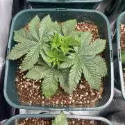 Sour Diesel x Chemdog #4