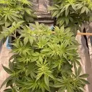 Sour Diesel x Lemon Party