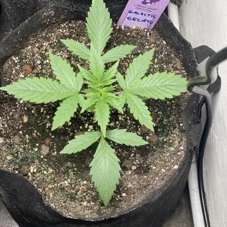 ⭐️ Galactic Gelato 🍨