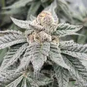 🍗 Chicken n’ Wafflez 