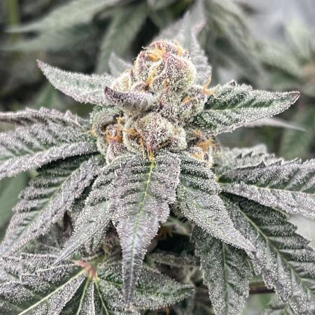 🍗 Chicken n’ Wafflez