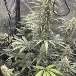 🍪 Forum Stomper x Sour Crack