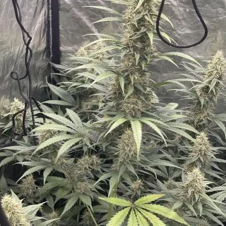 🍪 Forum Stomper x Sour Crack