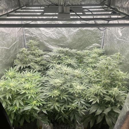 👵 Granny Candy 🍬