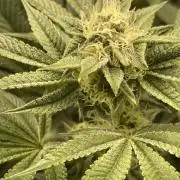 🚽 Poddy Mouth 👄