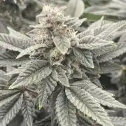 Sour Diesel x Lemon Party
