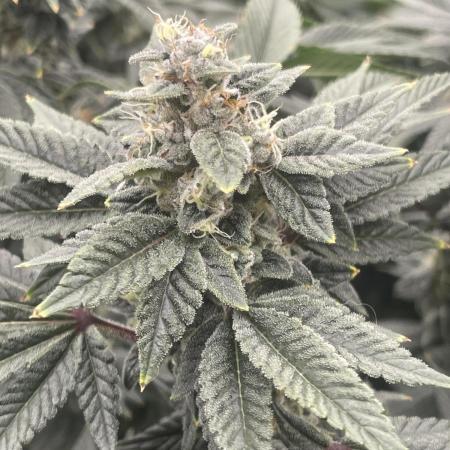 Sour Diesel x Lemon Party