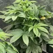 ⛽️ Diesel Latte 🥛