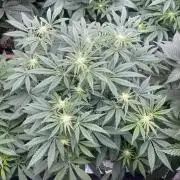 👵 Granny Candy 🍬