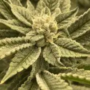 ⛽️ Diesel Latte 🥛