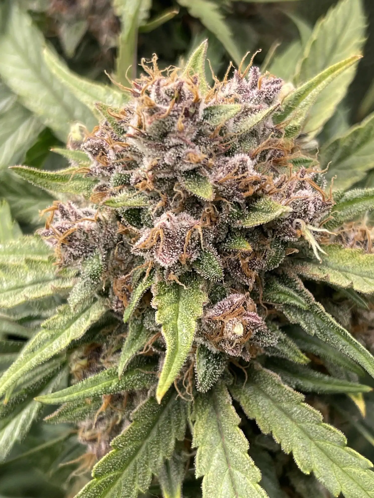 🍋 Lemon Cherry Cookies 🍒 grow journal by Foggedaboudit