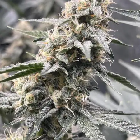 🍇 Grape Walker Kush 🥦