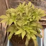 🍗 Chicken n’ Wafflez 