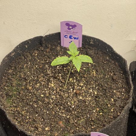 🍗 Chicken n’ Wafflez 