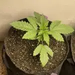 🍗 Chicken n’ Wafflez 