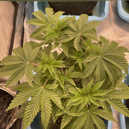 🍗 Chicken n’ Wafflez 