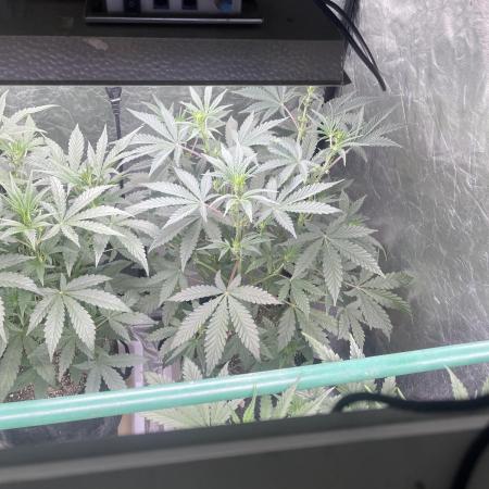 BluePie O’z