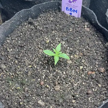 Blueberry Muffin