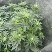 🍗 Chicken n’ Wafflez 