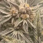 👵 Granny Candy 🍬