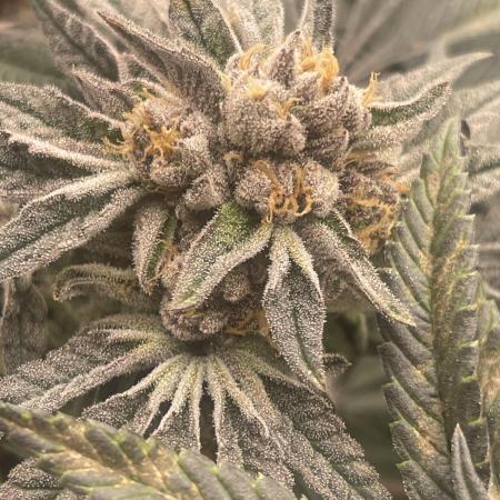 👵 Granny Candy 🍬