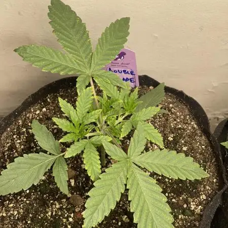 🍇 Double Grape 🍇