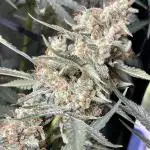 🍇 Grape Walker Kush 🥦