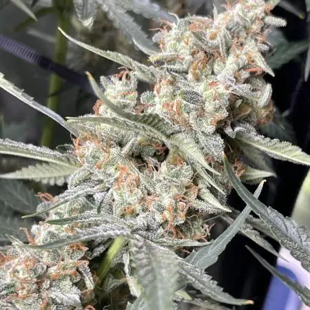 🍇 Grape Walker Kush 🥦
