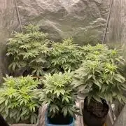 👵 Granny Candy 🍬